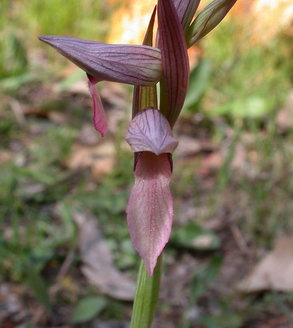 Flora corsa